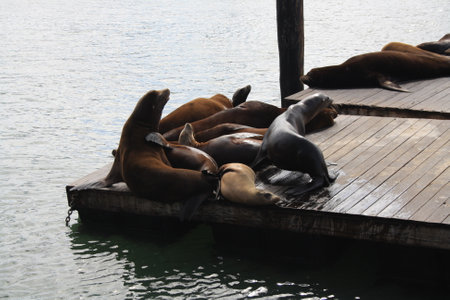 Sea seals lie on Pier 39 in San Francisco in sunny weather, USA. High quality photoの写真素材