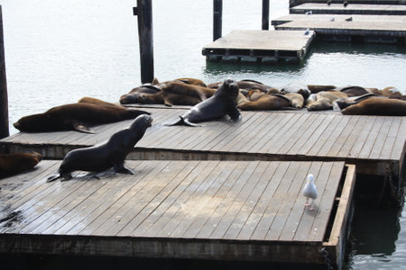 Sea seals lie on Pier 39 in San Francisco in sunny weather, USA. High quality photoの写真素材