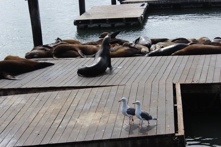 Sea seals lie on Pier 39 in San Francisco in sunny weather, USA. High quality photoの写真素材