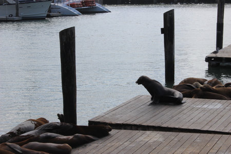 Sea seals lie on Pier 39 in San Francisco in sunny weather, USA. High quality photoの写真素材