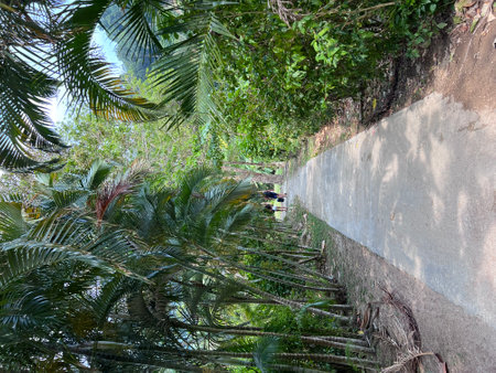 Paradise tropical Sunny beach and coconut palms. High quality photoの写真素材