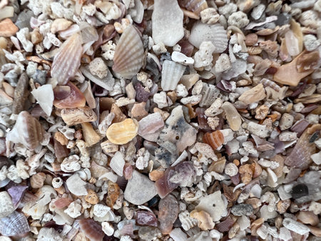 shells and seashells on a sandy beach. High quality photoの写真素材
