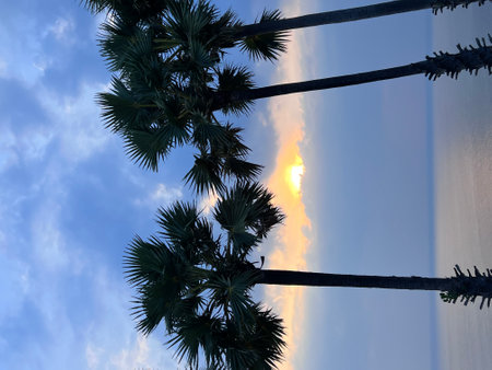 Silhouette coconut palm trees in beautiful sunset or sunrise sky over sea,Amazing light nature colorful clouds landscape,Beautiful light nature sky and clouds seascape,Sky clouds background. High quality photoの写真素材
