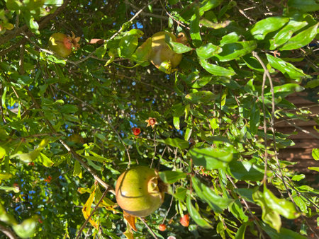 Pomegranate tree with ripe fruits and green leaves in summerの写真素材