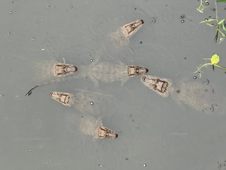 Dirty water surface as a background. Close-up view.の写真素材
