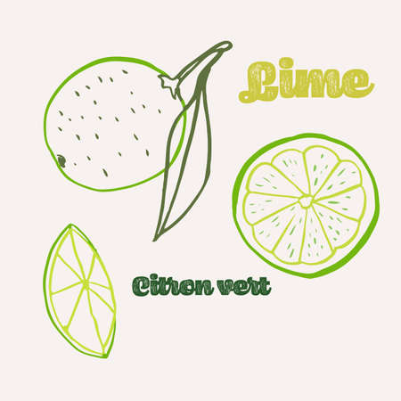 Lime line art hand-drawn multicolor modern vector illustration. Colorful line art exotic fruit design.のイラスト素材