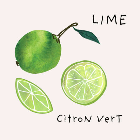 Lime fruit watercolor illustration set. Painterly watercolor texture and ink drawing elements. Hand drawn and hand paintedのイラスト素材