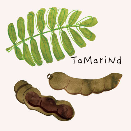 Tamarind pod fruit watercolor illustration set. Painterly watercolor texture and ink drawing elements. Hand drawn and hand paintedのイラスト素材