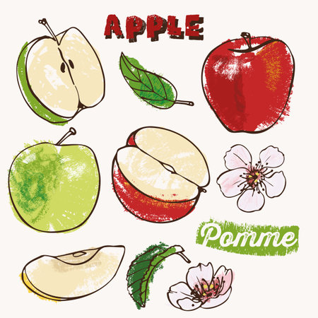Apple fruit and blossoms vector illustration line art and fill color. Rough crayon strokes doodle in an expressive coloring book styleのイラスト素材