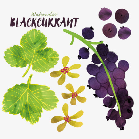 Black currant berries with leaves and blossoms watercolor illustration set. Painterly watercolor texture and ink drawing elements. Hand drawn and hand painted. Vectorのイラスト素材