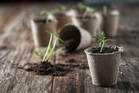 Planting young tomato seedlings in peat pots on wooden background. Agriculture, garden, homegrown food, vegetables, self-sufficient home, sustainable household concept.の写真素材