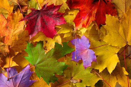 Colorful autumn leaves