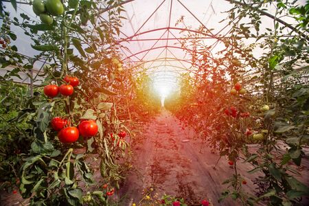 Rows of tomato plants growing inside big industrial greenhouse. Industrial agriculture.の写真素材