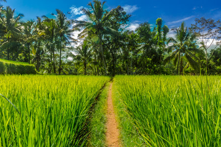 Rice field in Ubud, Indonesia.の写真素材