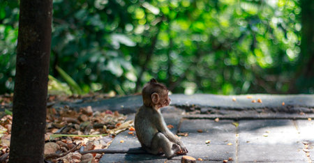 Monkey sitting on the floor in the jungle of Ubud, Bali