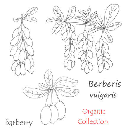 Organic collection.Vector hand drawn illustration of barberry plantのイラスト素材