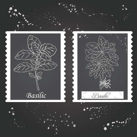 Herbs, spices and seasonings collection. Vector Illustration sprigs of basil on a dark backgroundのイラスト素材