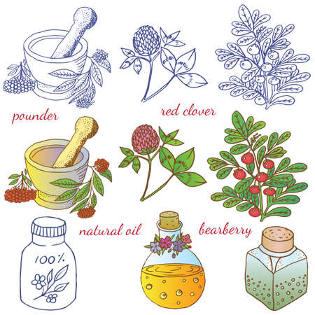 Herbs, spices and seasonings collection. Vector hand drawn illustration of different herbs and bottlesのイラスト素材