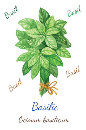 Spices collection. Vector Illustration bunch of basil which was drawn by aquarelleのイラスト素材