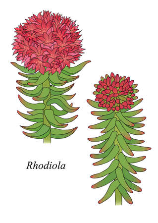 Herbs, spices and seasonings collection. Vector hand drawn illustration of a plant rhodiolaのイラスト素材
