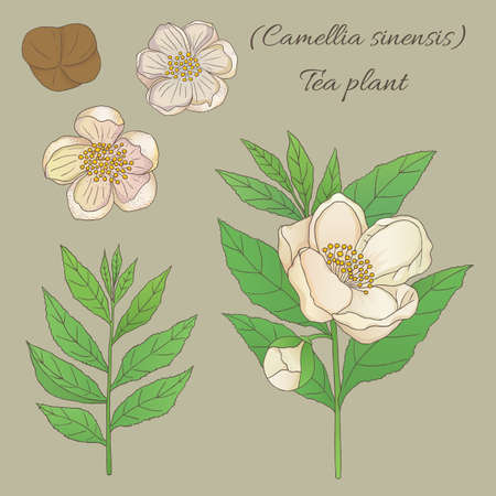 Tea collection. Hand drawn tea plant camellia sinensis with flowersのイラスト素材