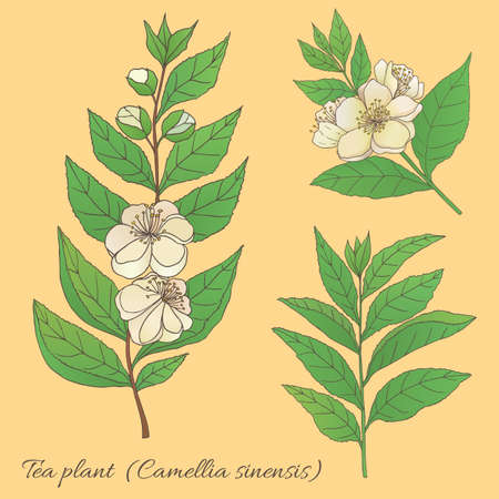 Tea collection. Hand drawn tea plant camellia sinensis with flowersのイラスト素材