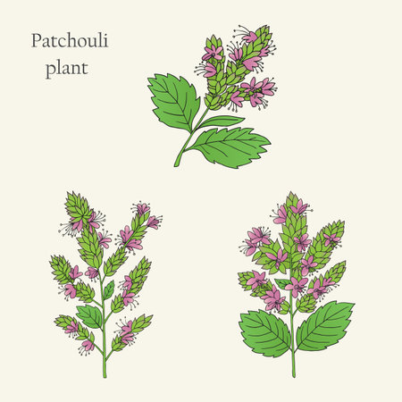 Herbs, spices and seasonings collection. Vector hand drawn illustration of a medicinal plant patchouli on a light backgroundのイラスト素材