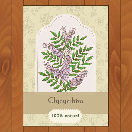 Medicinal herbs collection. Vector hand drawn illustration of plant glycyrrhiza. Flyer, card templateのイラスト素材