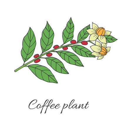 Organic collection. Vector graghic illustration with coffee plant on a white backgroundのイラスト素材