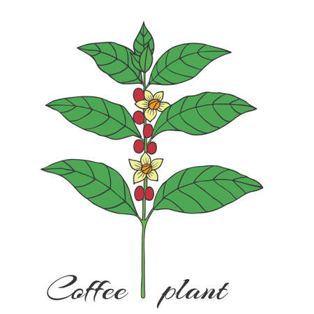 Organic collection. Vector graghic illustration with coffee plant on a white backgroundのイラスト素材