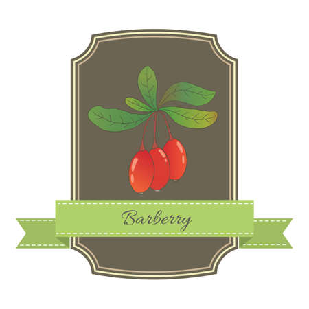 Vector graphic sticker, card, label template with berberis plantのイラスト素材