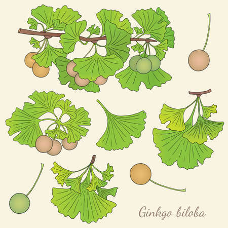 Herbs, spices and seasonings collection. Vector hand drawn illustration of a medicinal plant Ginkgo bilobaのイラスト素材
