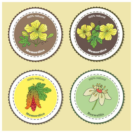 Medicinal herbs collection. Vector hand drawn illustration of Momordica charantia and Boswellia Sacra plants. label templateのイラスト素材