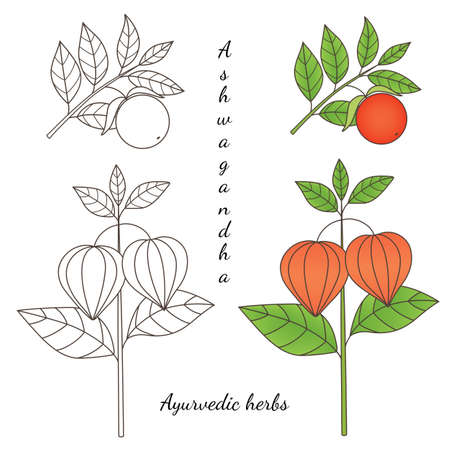 Medicinal herbs collection. Vector graphic illustration of ayurvedic plant ashwagandha on a white backgroundのイラスト素材