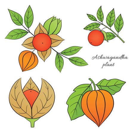 Medicinal herbs collection. Vector illustration of ayurvedic plant ashwagandha on a white backgroundのイラスト素材
