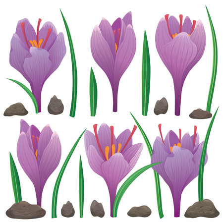 Medicinal herbs collection. Vector illustration of a plant Saffron. Isolated flowers and leavesのイラスト素材