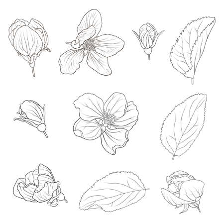 Vector illustration with apple blooming spring flowers on a white backgroundのイラスト素材