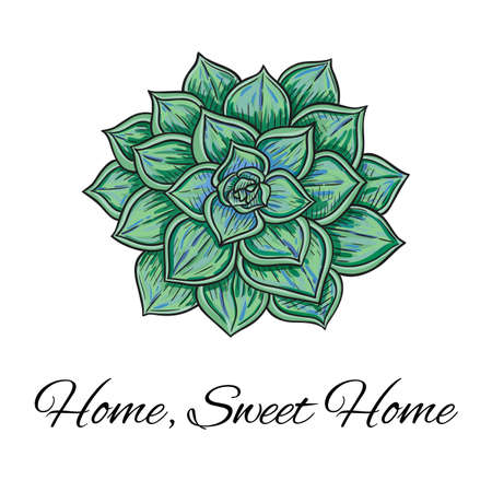 vector graphic illustration with green echeveria plantのイラスト素材