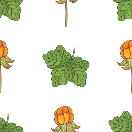 vector graphic seamles pattern with rubus chamaemorusのイラスト素材