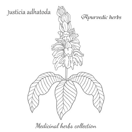 vector graphic illustration with Justicia adhatoda plantのイラスト素材