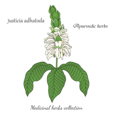 vector graphic illustration with Justicia adhatoda plant 2のイラスト素材