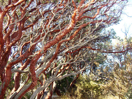 Beautiful Manazinta Brush Early Fall Bark Sheddingの写真素材