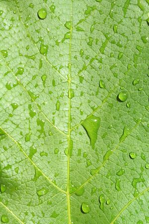  Water Drops on Green Plant Leafの写真素材