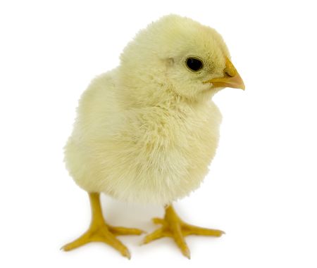  baby chicks over white background. の写真素材