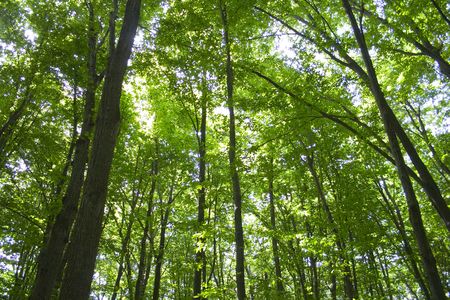sunlight in trees of green summer forestの写真素材
