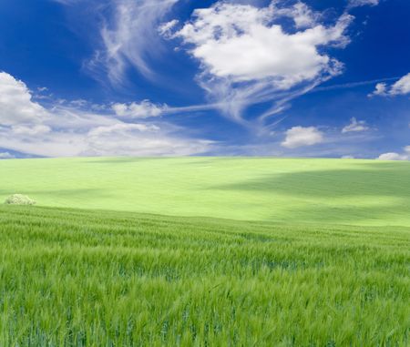 Green grass under blue skyの写真素材