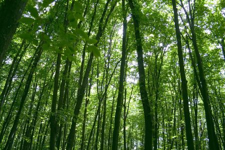 sunlight in trees of green summer forestの写真素材