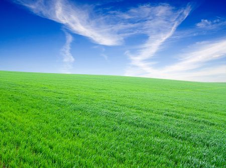 Vhery mach green grass under blue skyの写真素材