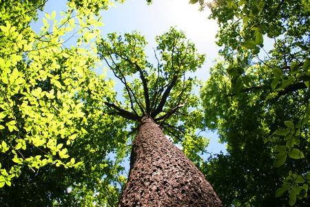 sunlight in trees of green summer forestの写真素材