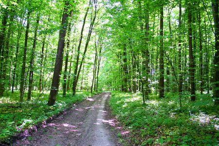 sunlight in trees of green summer forestの写真素材